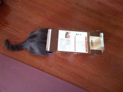 Tumblr_kzgd7j5hdu1qaacvdo1_1280